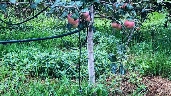 石林縣引進托普云農(nóng)水肥一體化技術(shù)打造高原...